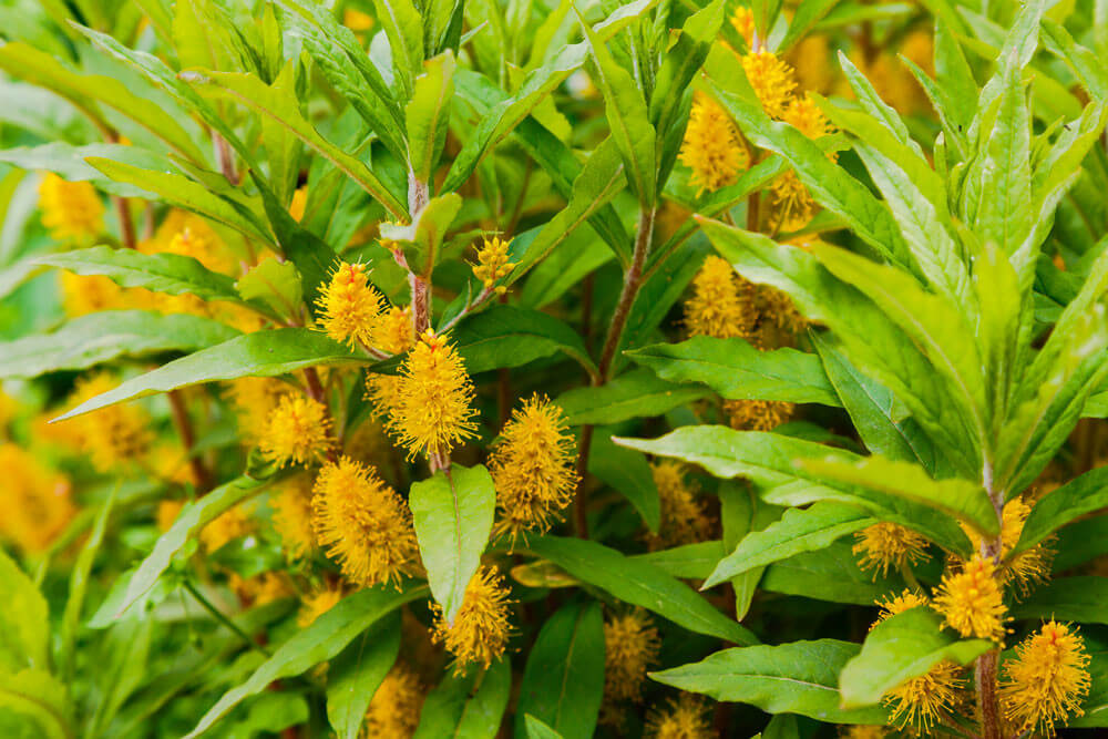 Lysimachia thyrsiflora plante fleur bassin de jardin etang