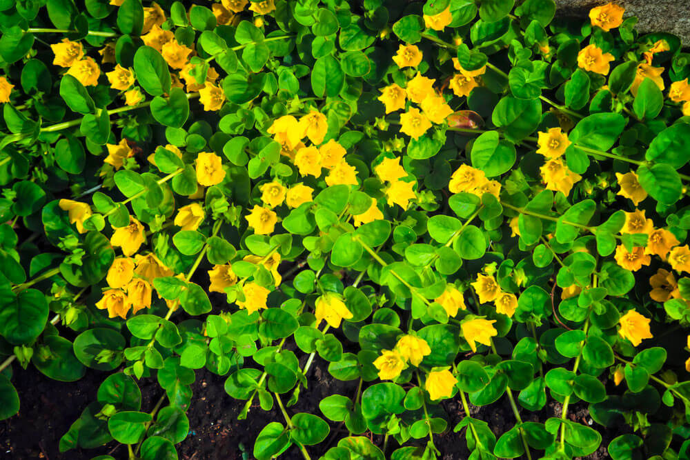 Lysimachia nummularia plante fleur bassin de jardin etang