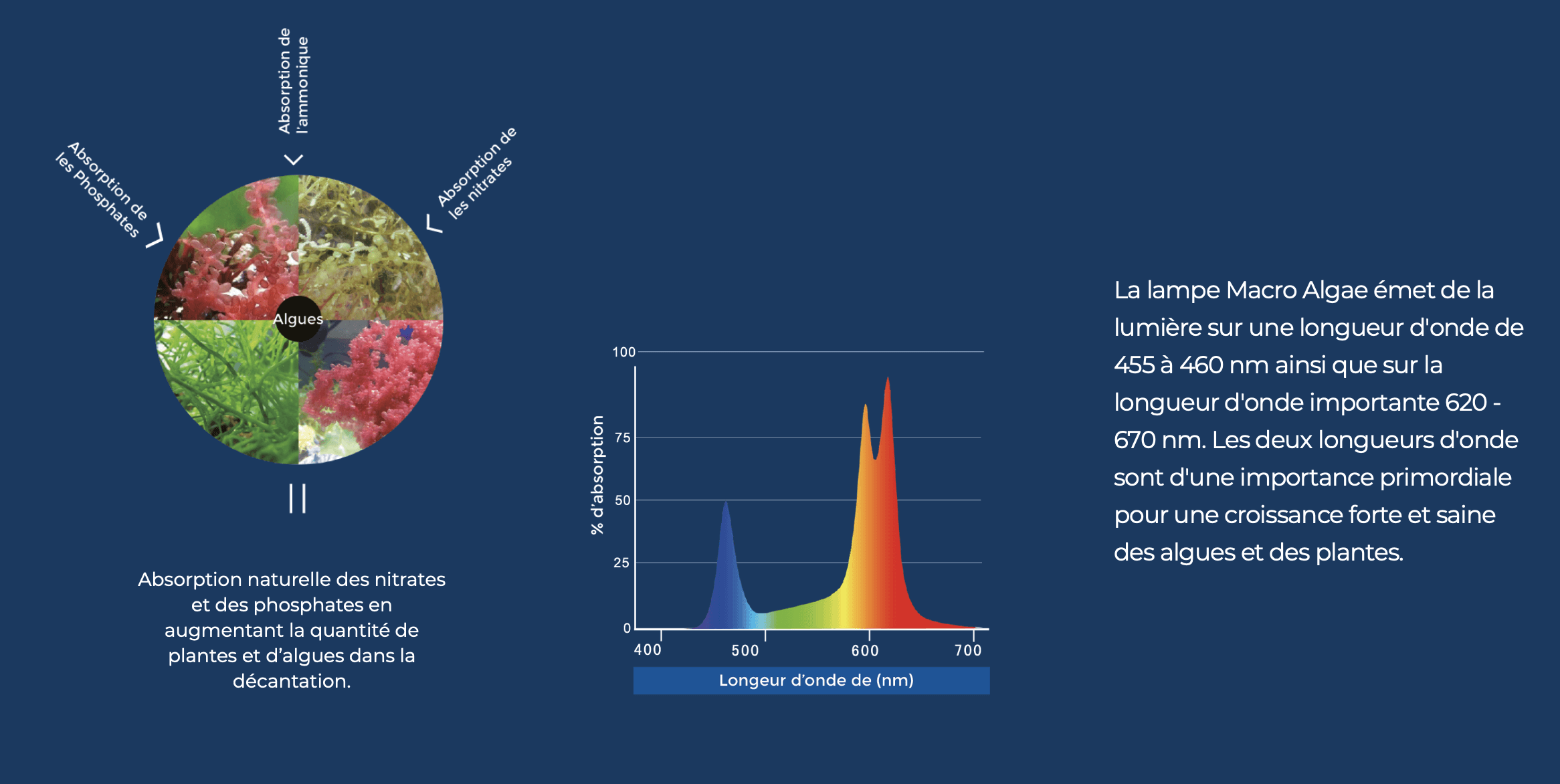 La lampe Macro Algae émet de la lumière sur une longueur d’onde de 455 à 460 nm ainsi que sur la longueur d’onde importante 620 - 670 nm. Les deux longueurs d’onde sont d’une importance primordiale pour une croissance forte et saine des algues et des plantes.