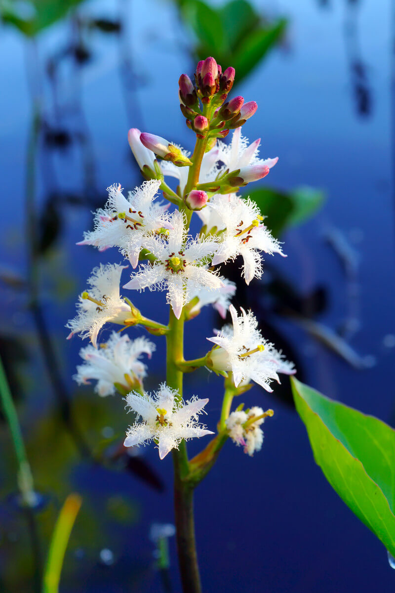 Menyanthes trifoliata - Trèfle d'eau plante fleur bassin de jardin etang