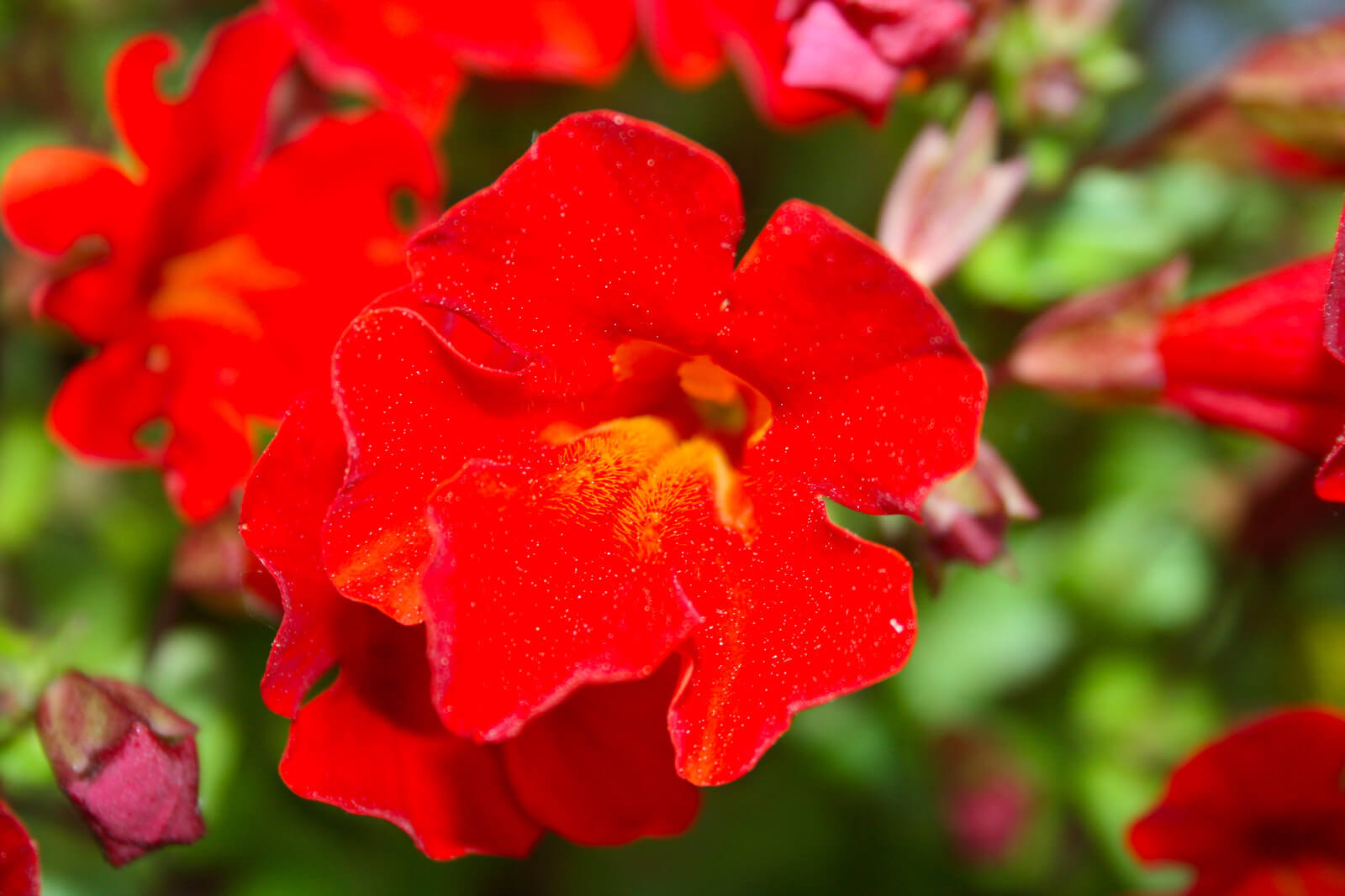 Mimulus 'Bonfire Red' plante fleur bassin de jardin etang