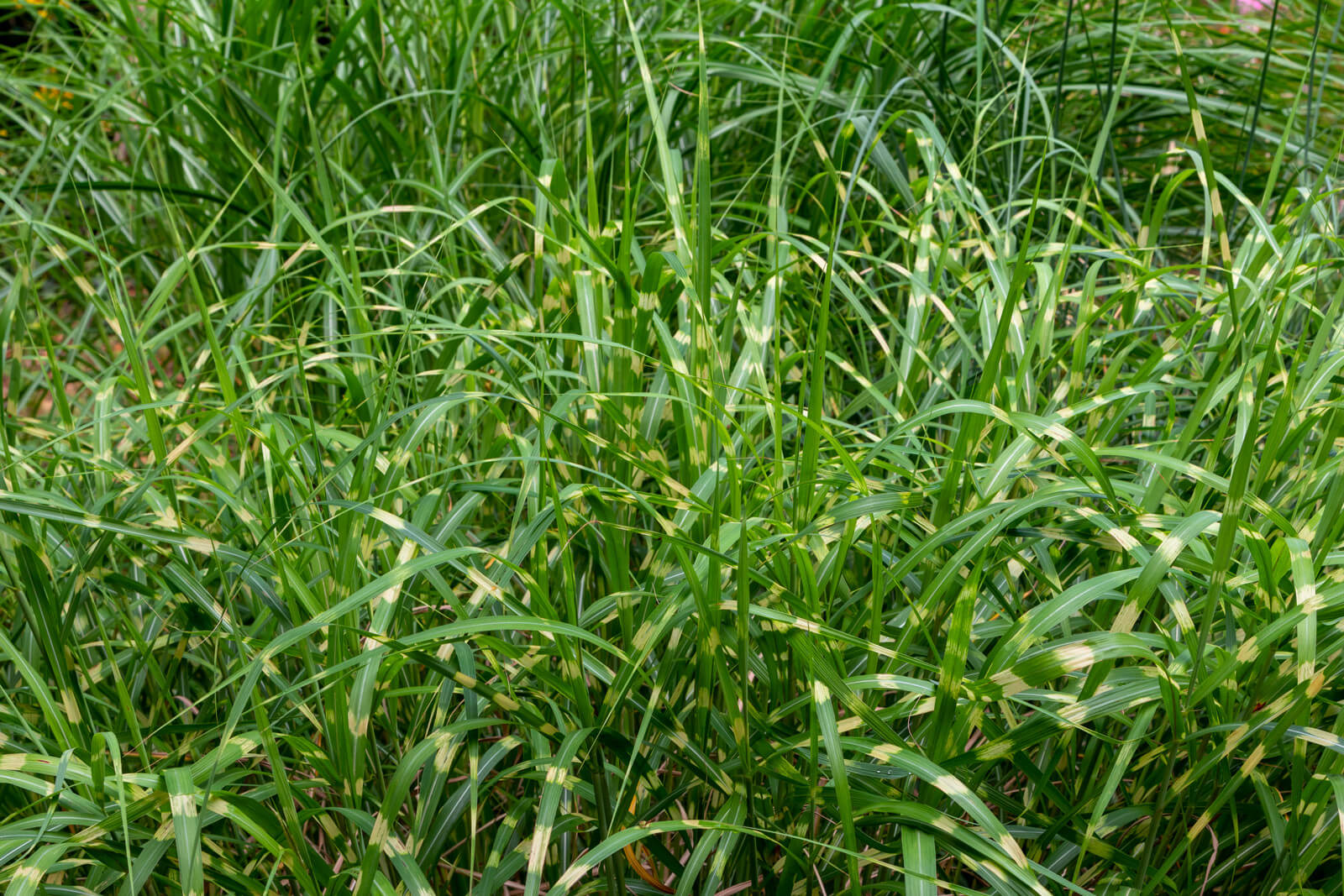 Miscanthus zebrinus - Eulalie plante de bassin
