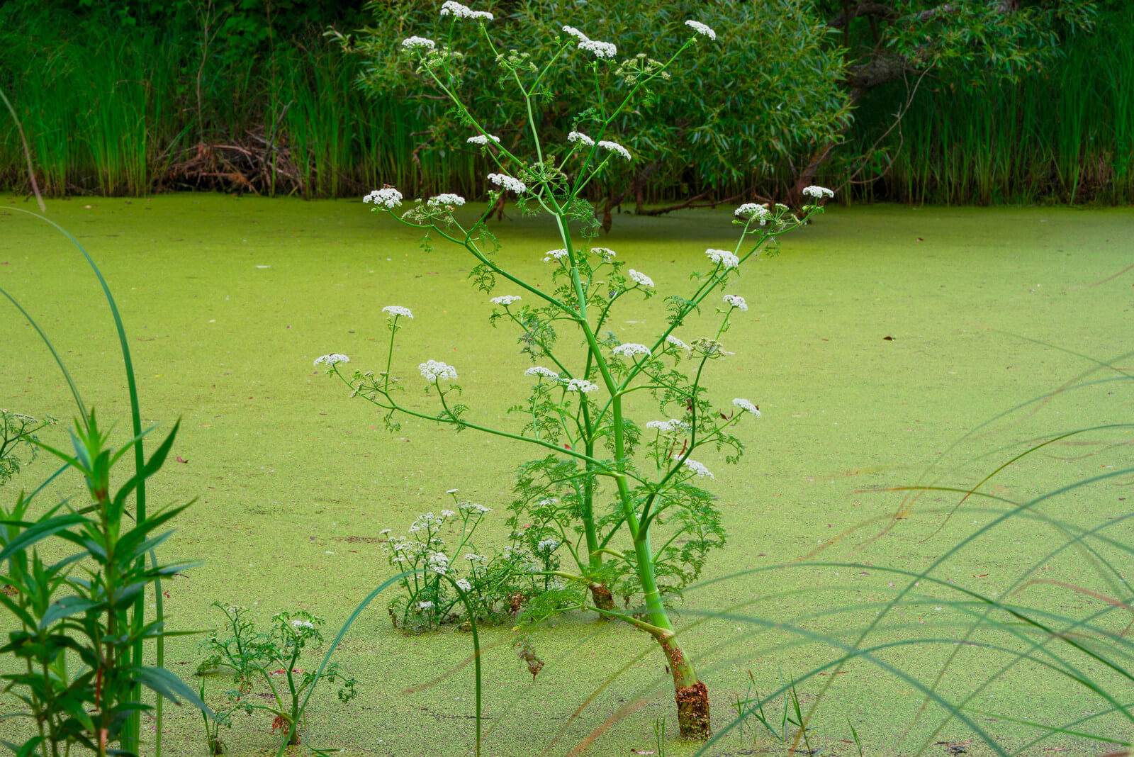 Oenanthe aquatica plante fleur bassin de jardin etang