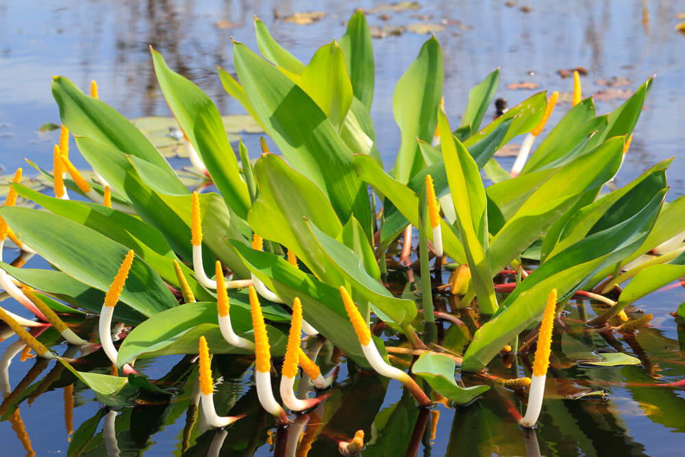 Orontium aquaticum - Plante à bougies plante fleur bassin de jardin etang