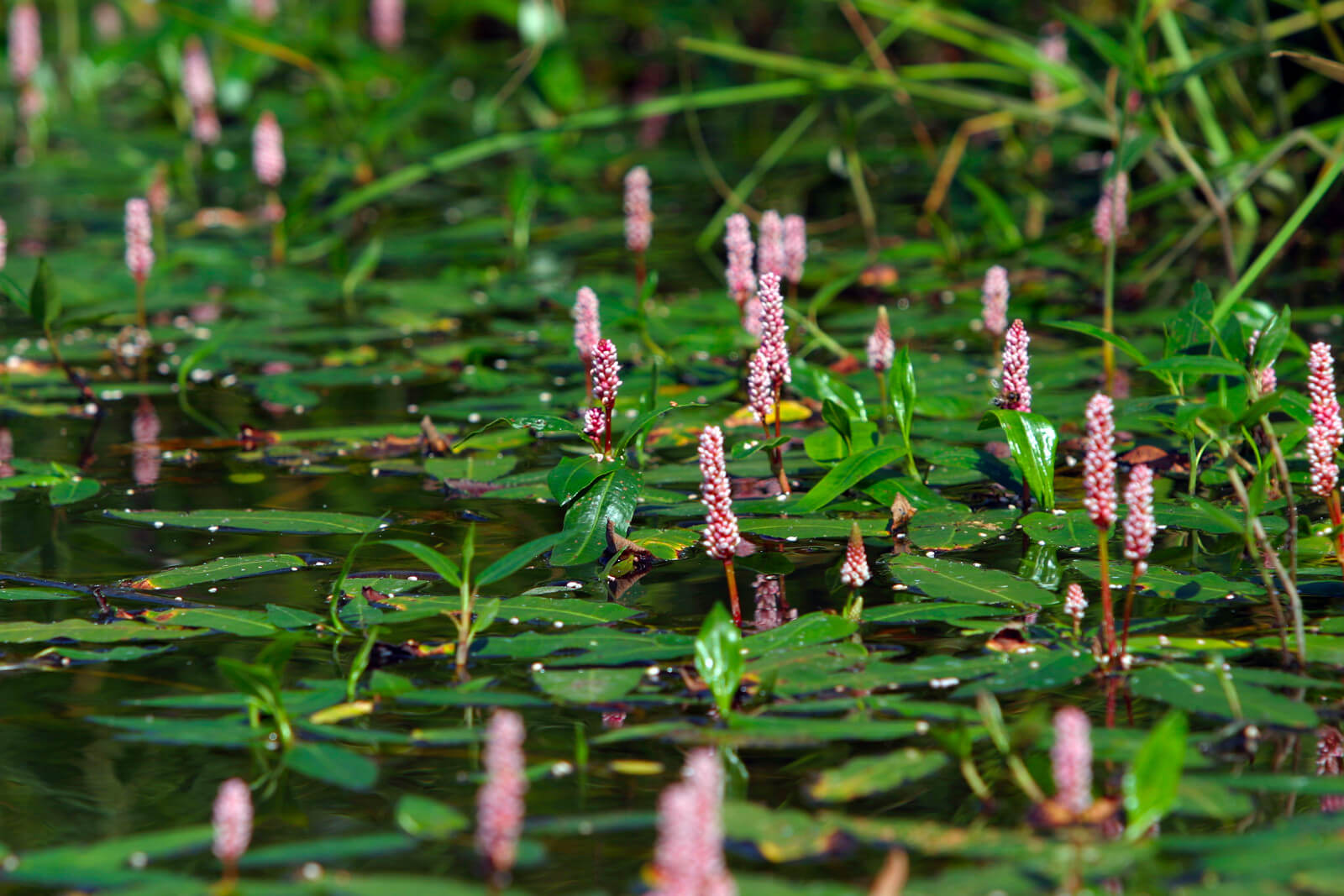 Polygonum amphibium plante fleur bassin de jardin etang