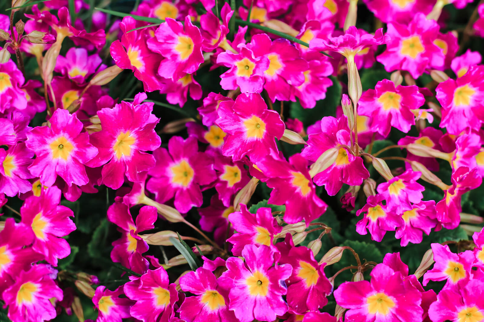 Primevère (Primula spp.), la première fleur du printemps : plantation,  culture, entretien