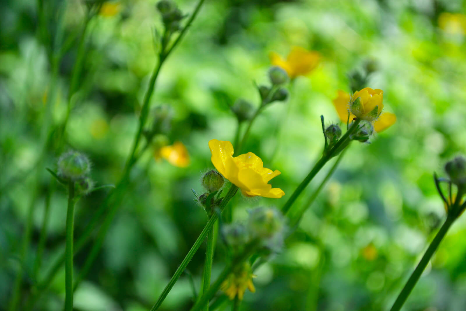Ranunculus lingua - Grande douve plante fleur bassin de jardin etang