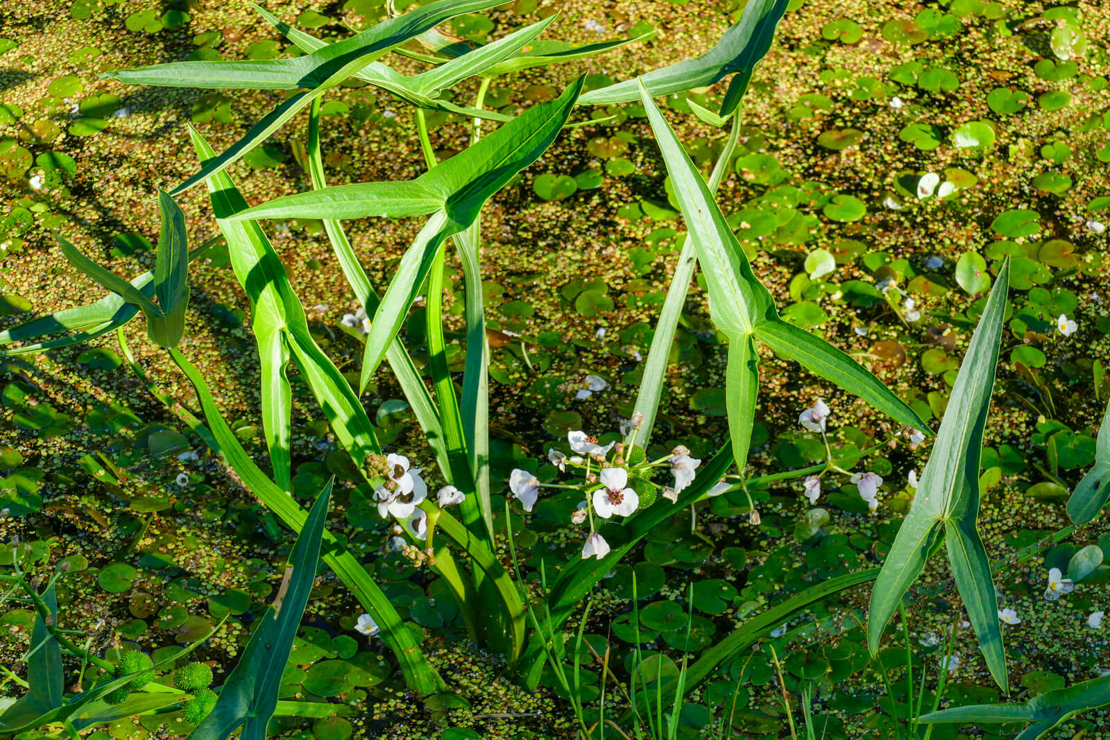 Sagittaria sagittifolia plante fleur bassin de jardin etang