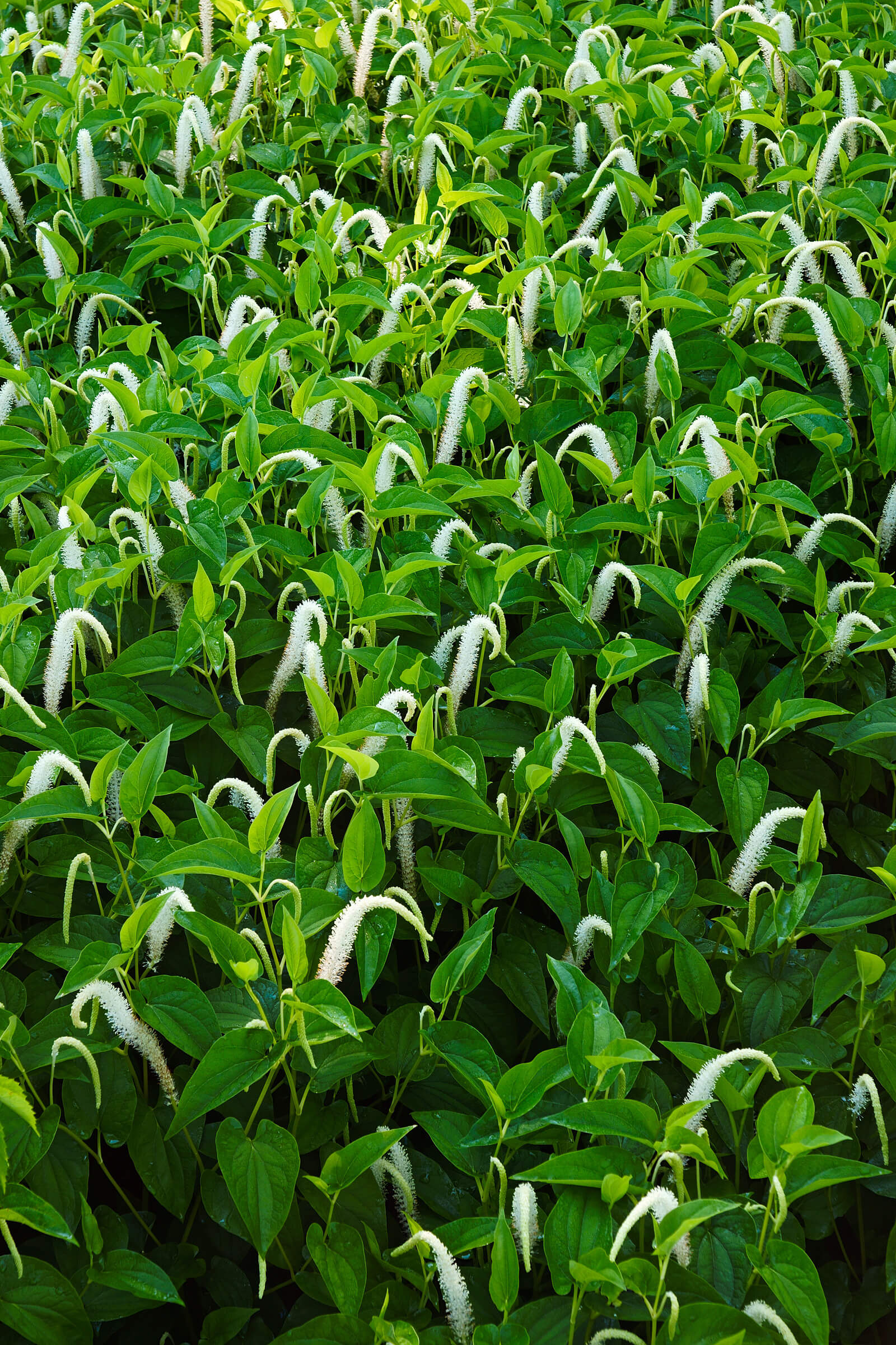 Saururus cernuus - Queue de lézard plante fleur bassin de jardin etang