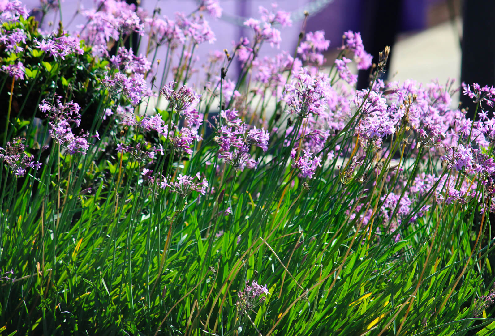 Tulbaghia Violacea plante fleur bassin de jardin etang