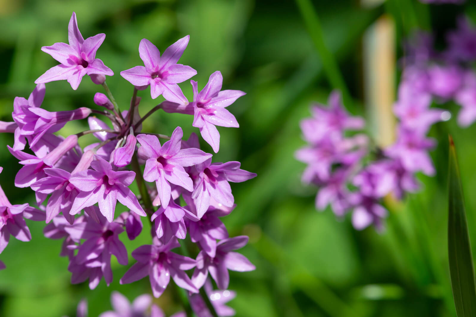 Tulbaghia Violacea plante fleur bassin de jardin etang
