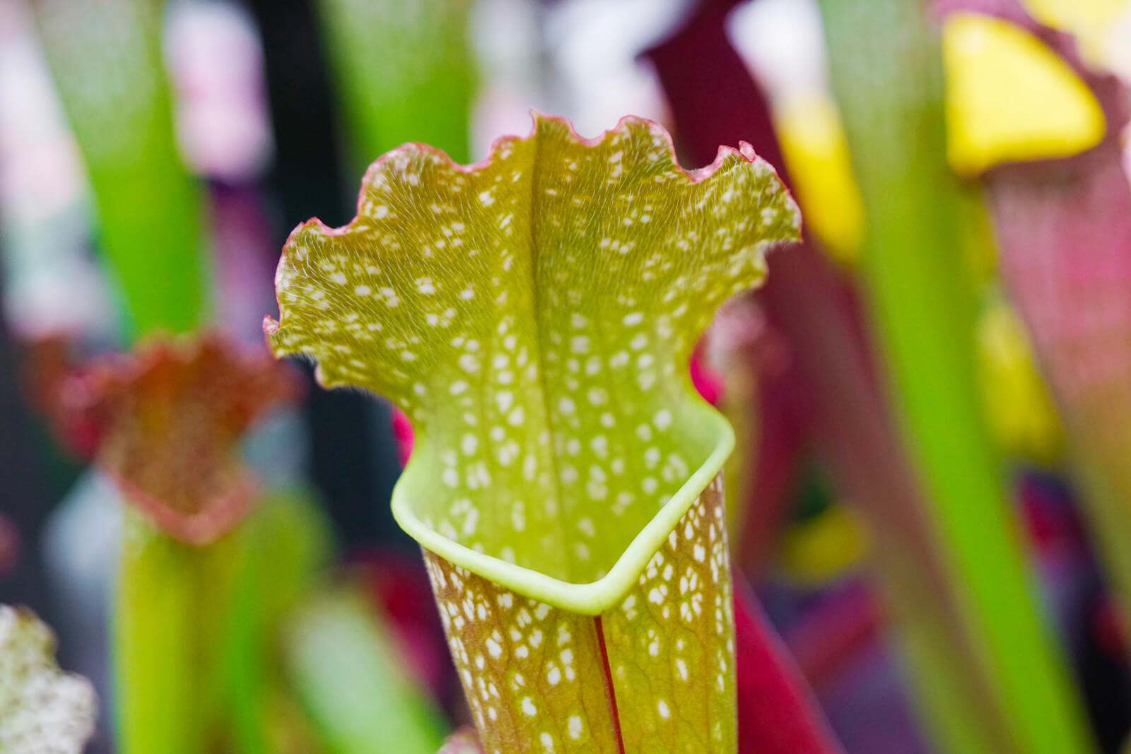 Sarracenia Stevensii - Plante Carnivore plante fleur bassin de jardin etang