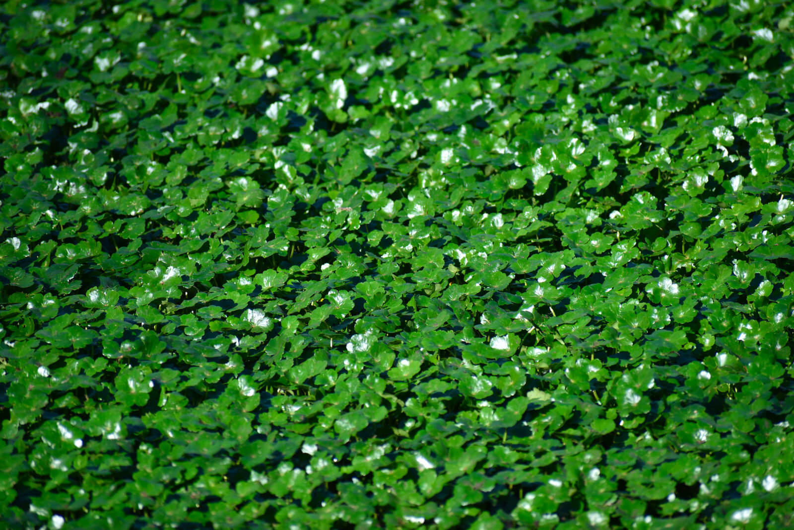 Hydrocotyle nova-zealandiae plante oxygénante bassin de jardin etang