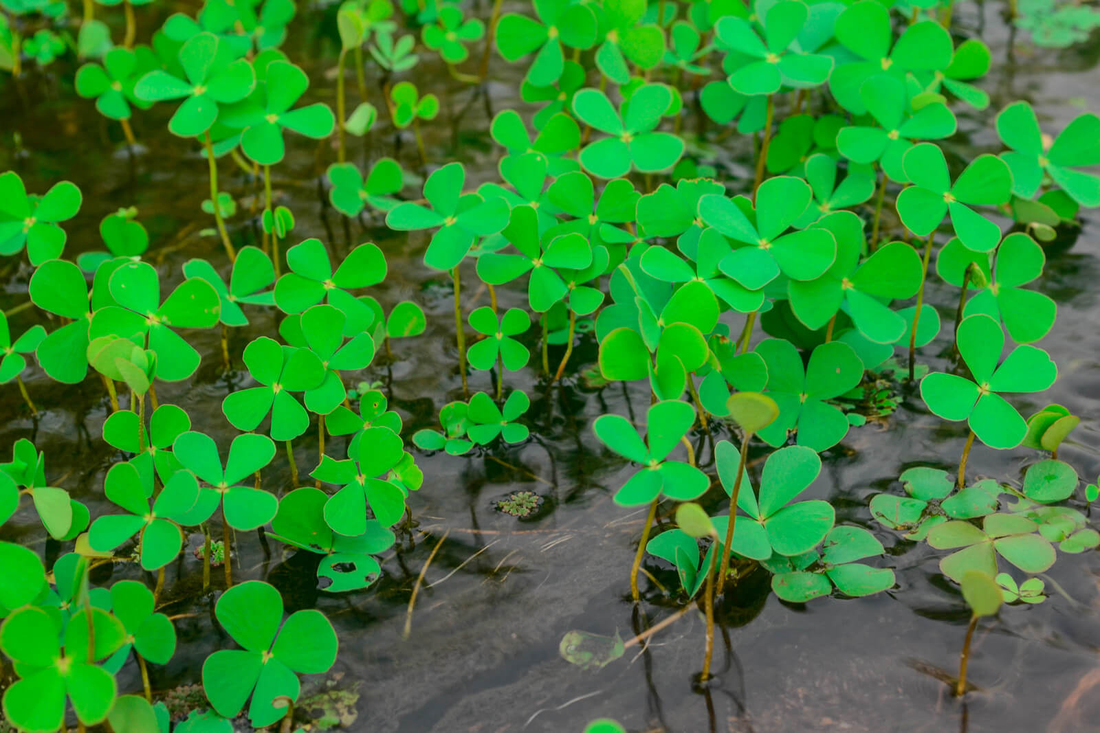 Marsilea quadrifolia plante oxygénante bassin de jardin etang