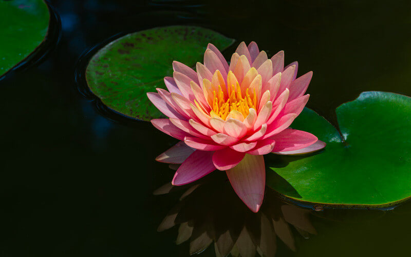 Nymphaea Perry's Magnificent