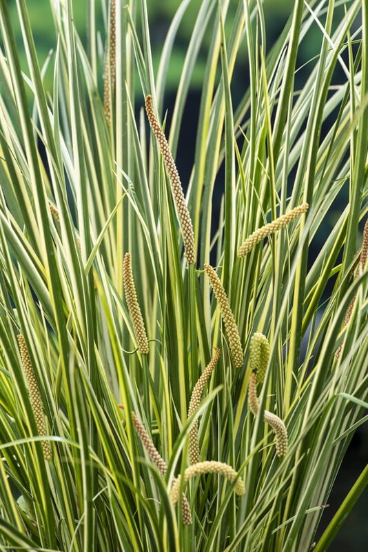 acorus calamus gramineus plante de bassin