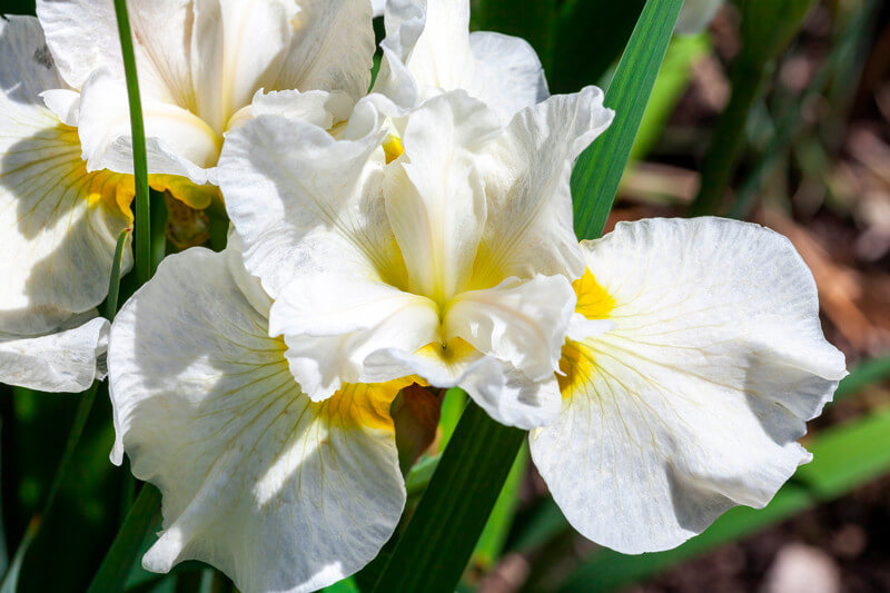 Iris sibirica Not Quite White plante fleur bassin de jardin etang
