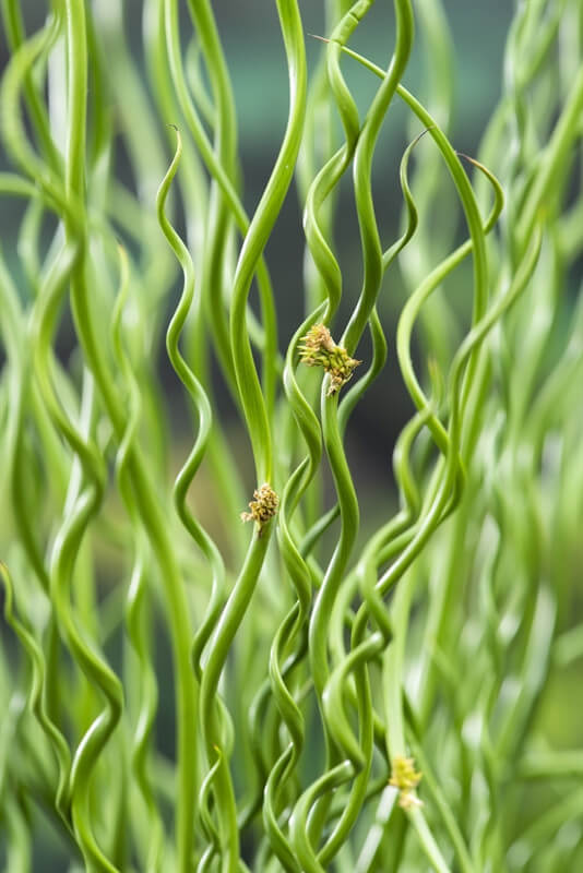 Juncus effusus spirales plante fleur bassin de jardin etang