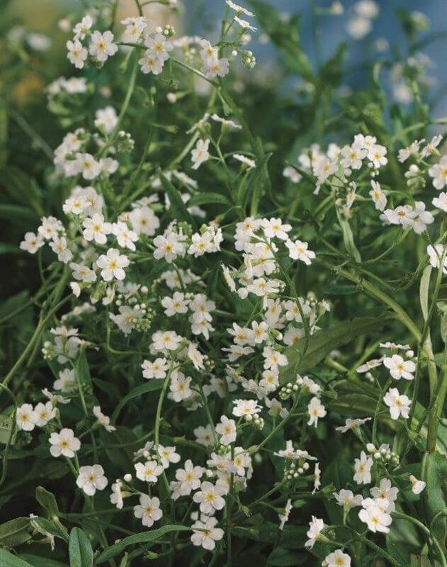 Myosotis palustris alba plante fleur bassin de jardin etang