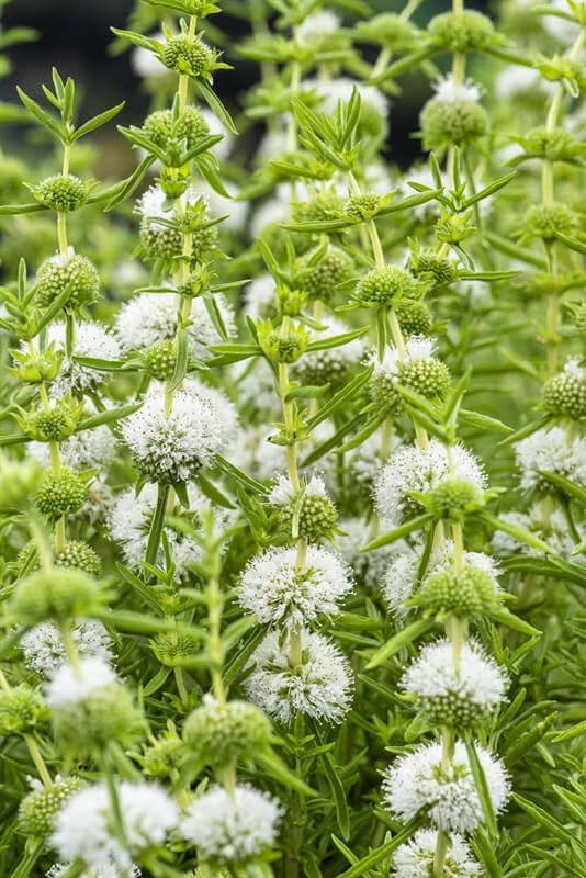 Preslia cervina Alba