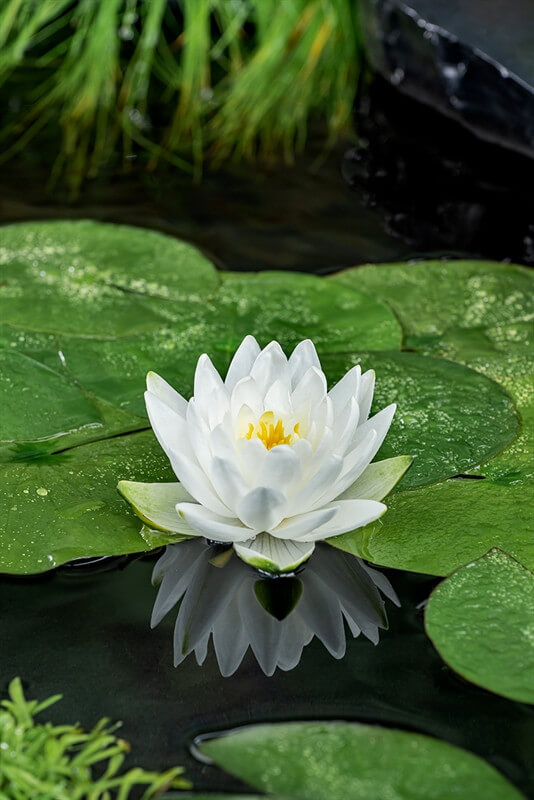 Nymphaea Perry's double white