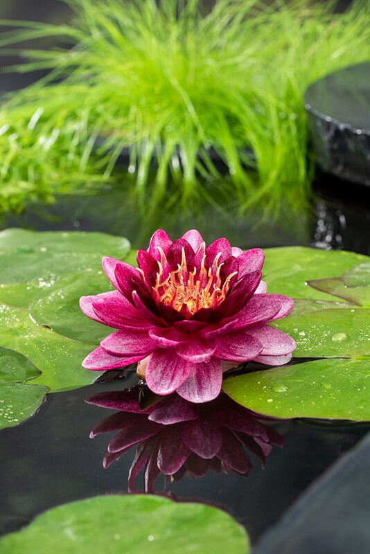 Nymphaea Perry almost black
