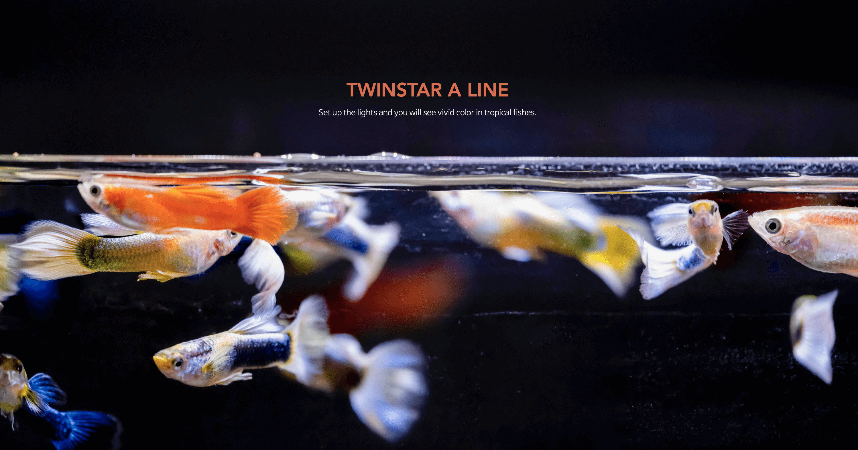 Rendu sur les poissons de l'éclairage Twinstar A-Line