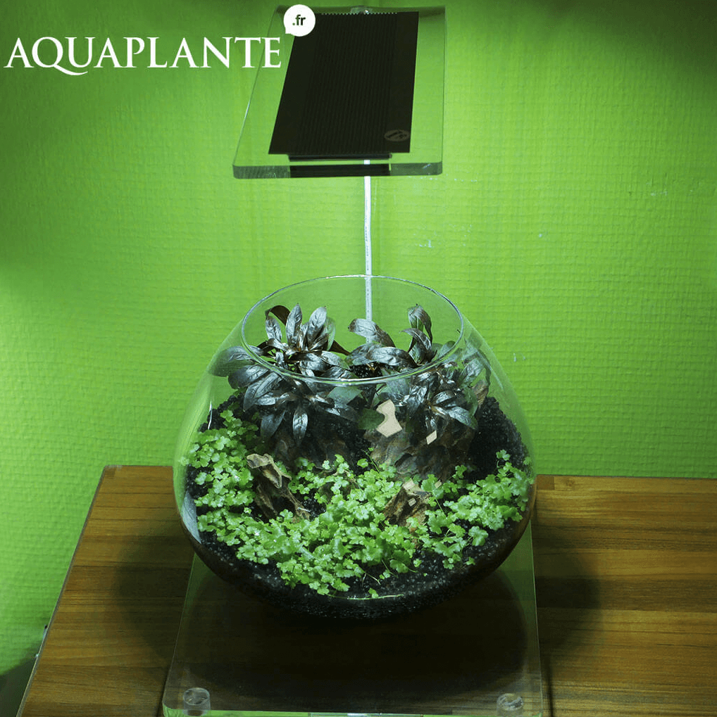 Présentation en situation Aquaplante LED Wabi-Kusa