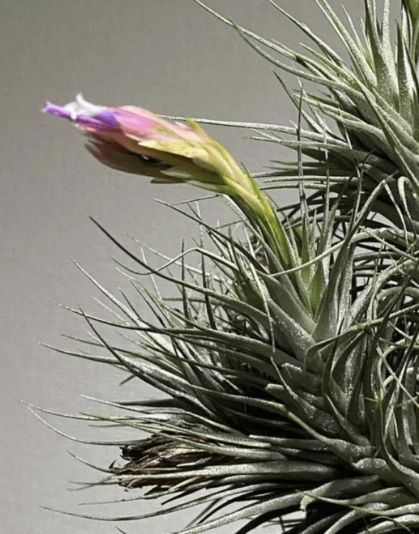 Présentation floraison Tillandsia Heteromorpha