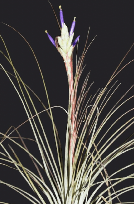Présentation floraison Tillandsia juncea