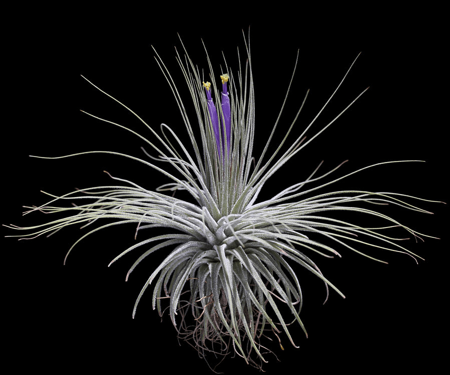 Présentation floraison Tillandsia Magnusiana