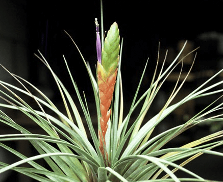 Présentation floraison Tillandsia Melanocrater Green