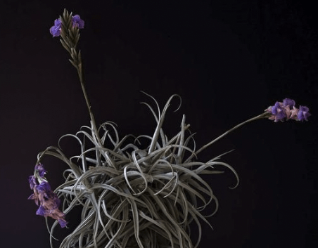 Présentation floraison Tillandsia Reichenbachii