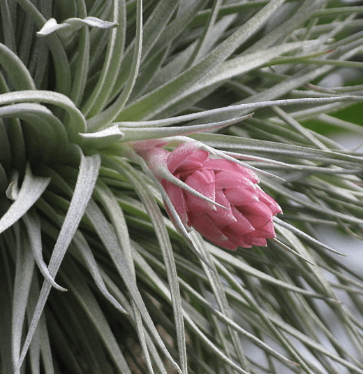 Présentation floraison Tillandsia Oaxacana