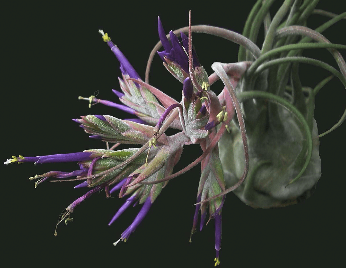 Présentation floraison Tillandsia Seleriana