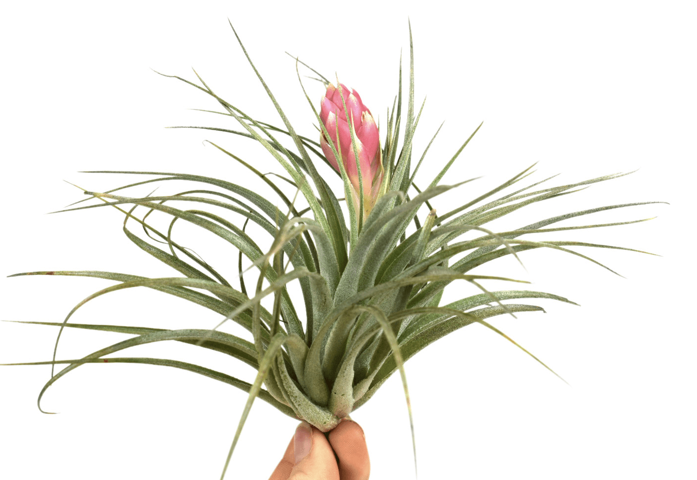 Présentation floraison Tillandsia Silver