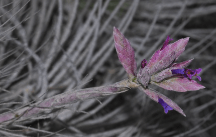 Présentation floraison Tillandsia Tectorum