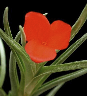 Présentation floraison Tillandsia Albertiana