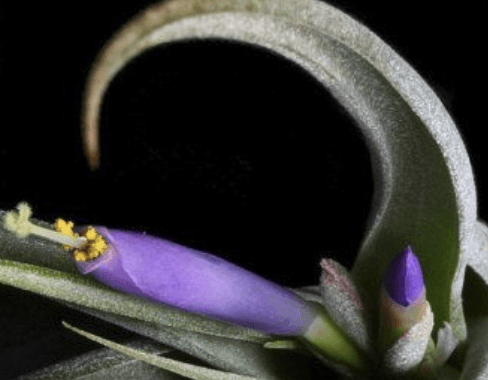 Présentation floraison Tillandsia Circinata