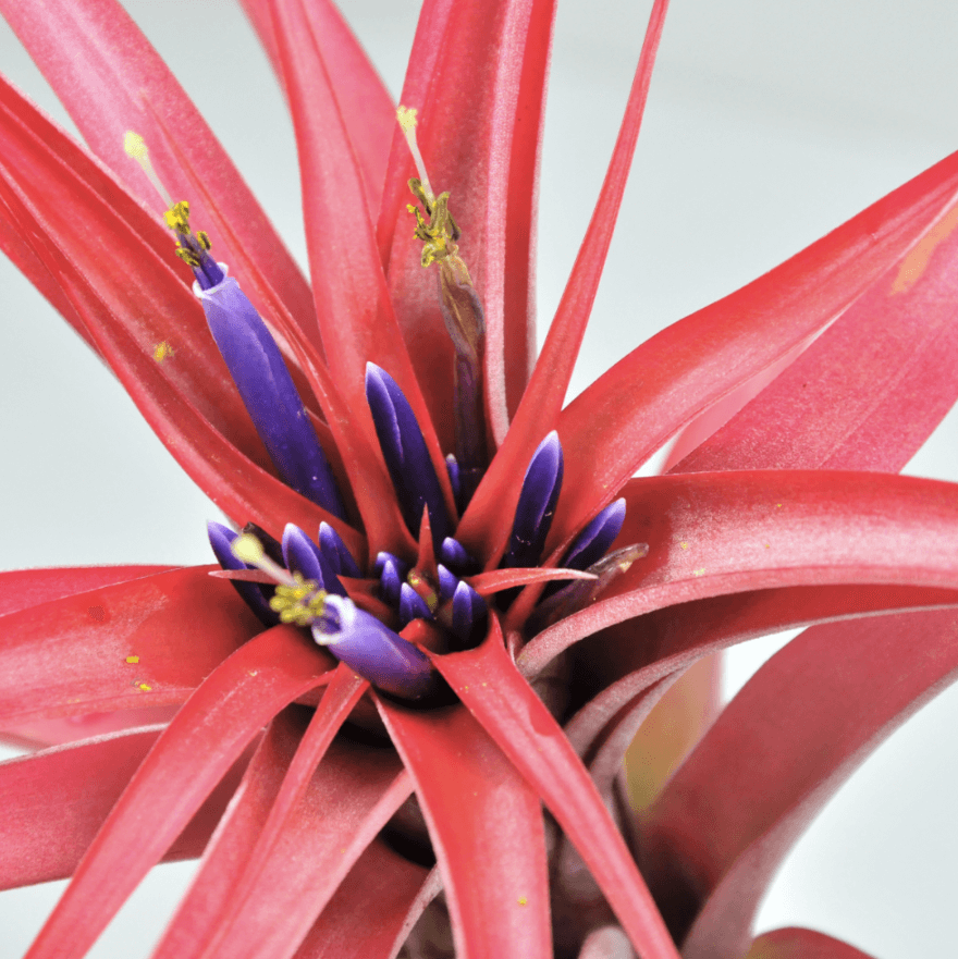Présentation floraison Tillandsia Multiflora rouge