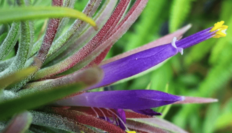 Présentation floraison Tillandsia Ionantha green