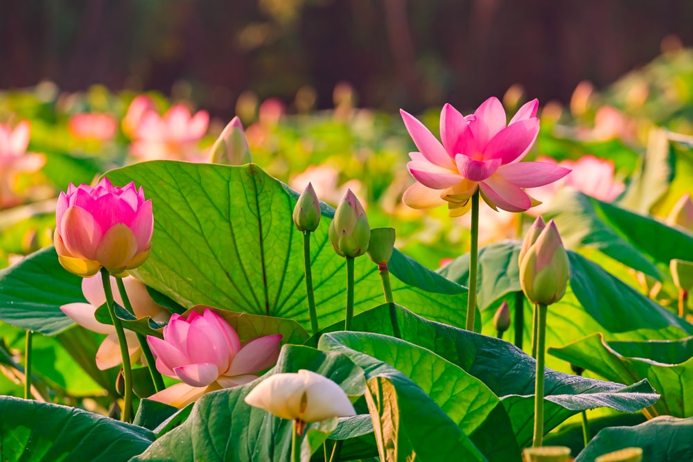 Nelumbo Lotus Pink - Nénuphar Lotus Rose Plante de Bassin