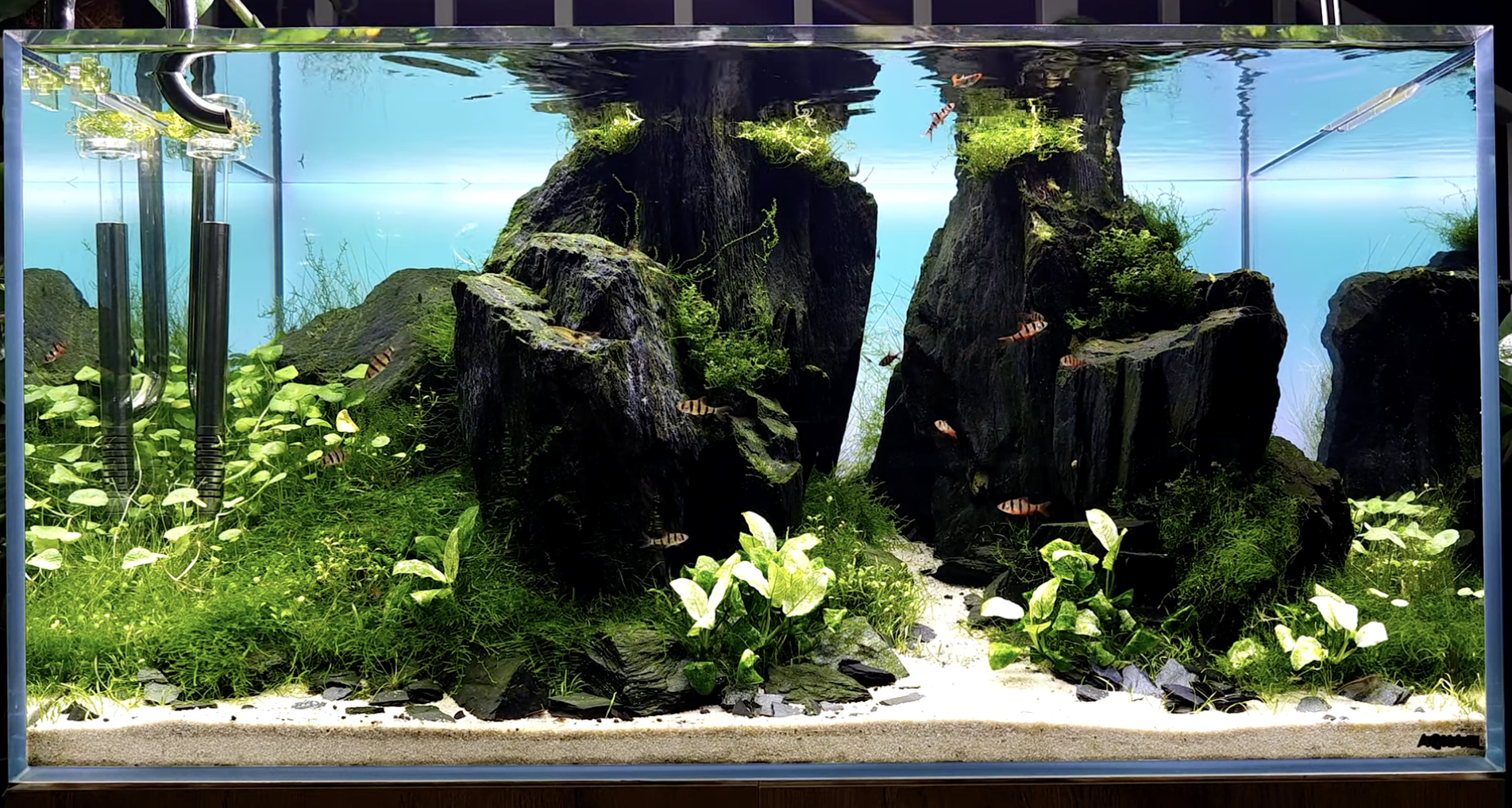 présentation de l'aquarium 15 mois plus tard
