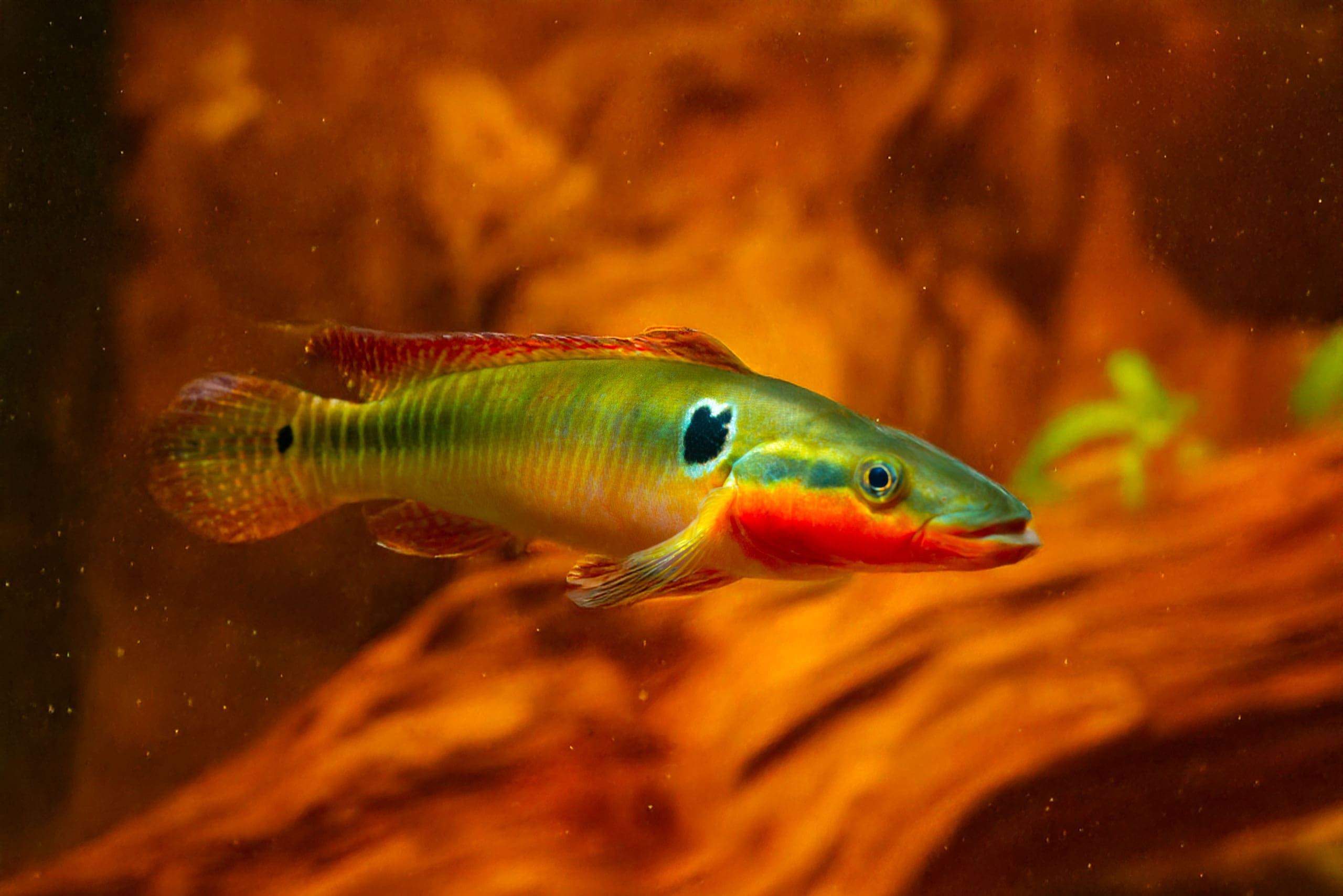 Crenicichla zebrina - Cichlidé-brochet zébré