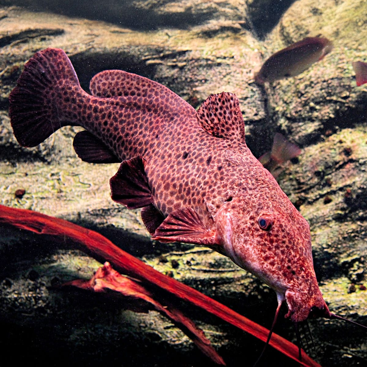 Auchenoglanis occidentalis - poisson chat adapté aux aquariums de poissons du Malawi