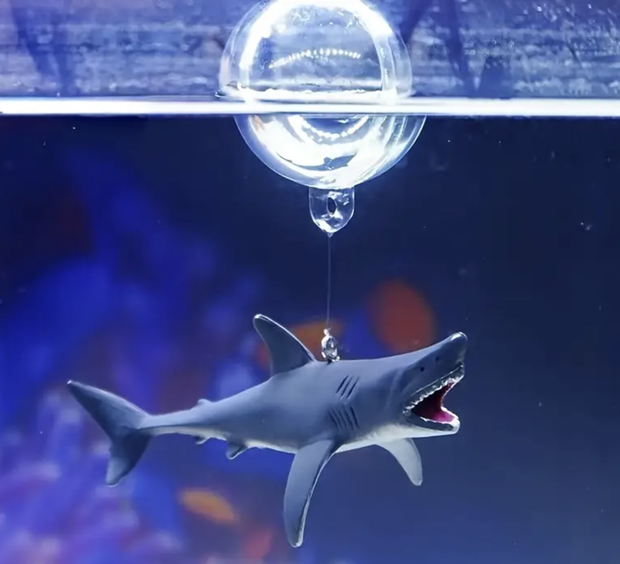 illustration aquaplante requin flottant
