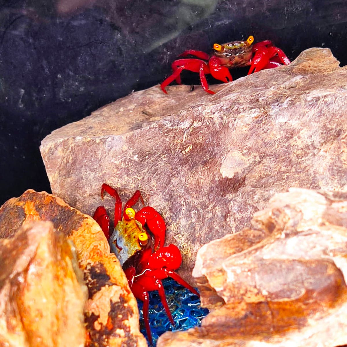 Geosesarma roux red fire - Crabe vampire