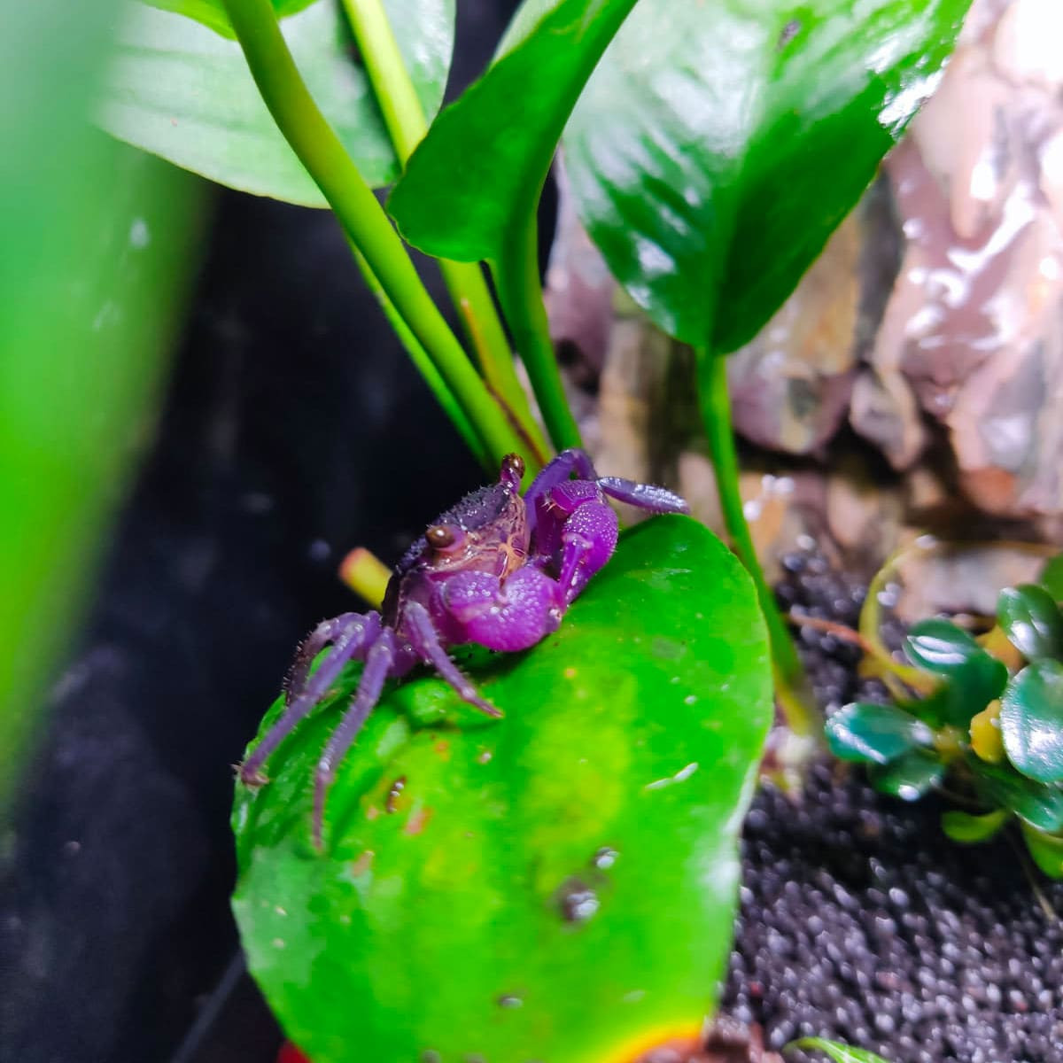 Geosesarma "All Purple"  - Crabe vampire violet