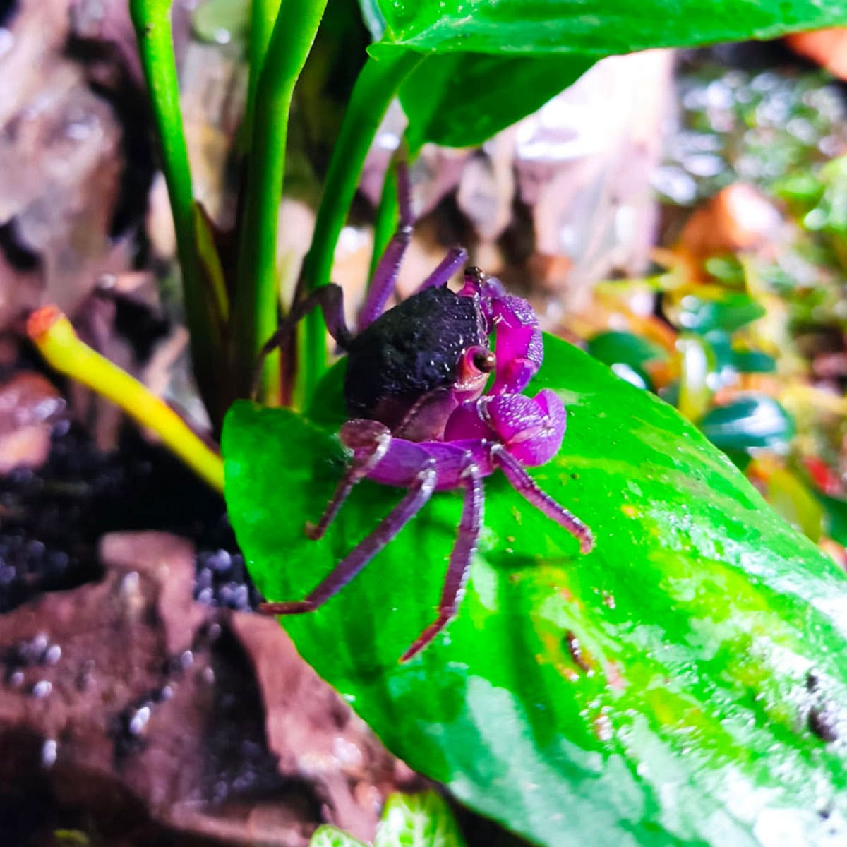 Geosesarma "All Purple"  - Crabe vampire violet
