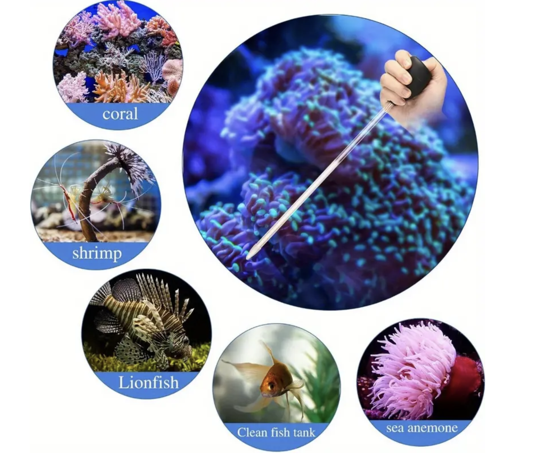 illustration aquaplante pipette de nourrissage L